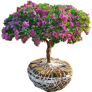 丁香花树苗地栽别墅庭院绿化植物四季开花浓香珍贵风景树木花卉苗木