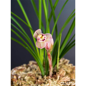 云南老种兰花苗  春兰荷瓣 黑荷  阳台盆栽花卉绿植植物 莲瓣兰感恩荷