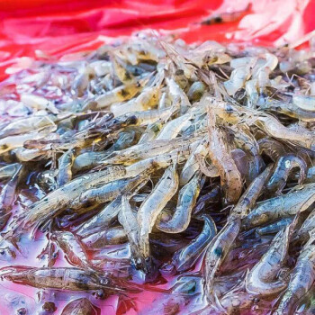 蝦苗青蝦蝦苗日本沼蝦蝦苗淡水活體魚塘放生蝦苗 1000個【圖片 價格