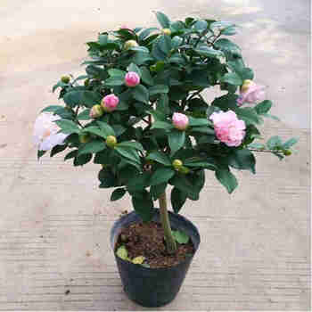 意轩【带花苞】茶花苗山茶花盆栽茶花精品茶花树苗客厅阳台绿植花卉 香妃茶花3年苗
