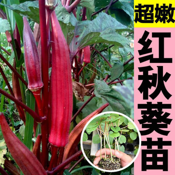 红秋葵秧苗山东寿光春秋阳台水果秋葵种籽带土收货 超嫩 红秋葵苗6棵