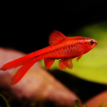 水草鱼缸群游灯科鱼小型观赏热带鱼 超红长尾樱桃灯6-7cm2对大种鱼