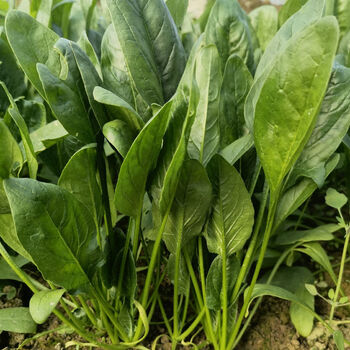 新鲜菠菜现挖现发大小叶红根土菠菜农家自种优质时令火锅蔬菜批发5斤