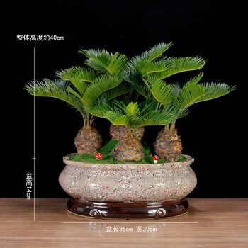 铁树盆景大型植物室内办公室绿植客厅桌面盆栽多头苏铁四季常青多头