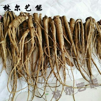 新鲜大蓟根鸡刺根刺儿菜鸡足刺猪姆刺马蓟野红花鸡项草 3斤