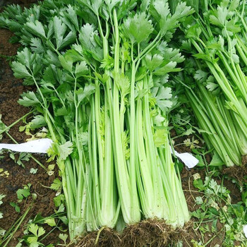 【京鲜达】新鲜小香芹芹菜小香芹嫩空芯农家青菜当季蔬菜 2斤