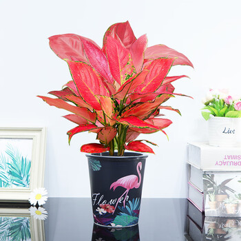 水培好养活红色植物观赏美观净化空气 大号吉利红(c3火烈鸟吸水盆) 含