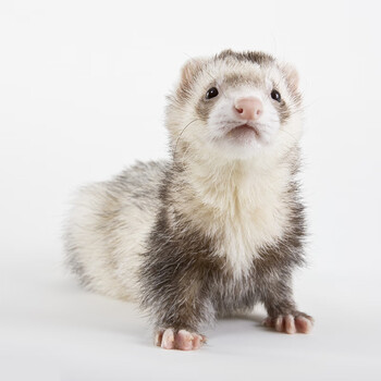 宠物貂安哥鲁雪貂活物小水獭花貂雪貂幼崽雪貂小龙貂活体安格鲁貂