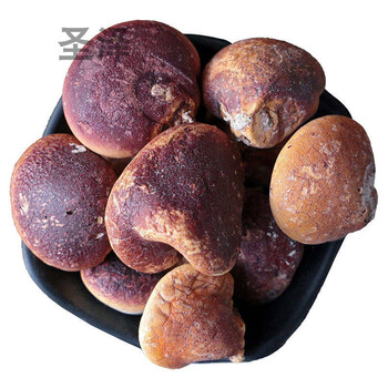 北京同仁堂原料须元果中药材云南野生觅阳果香豆隐孔菌树荷包100克