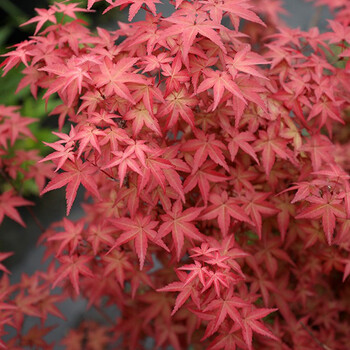 花园枫树盆栽苗阳台庭院绿化苗木耐寒植物红枫彩叶小树苗 千染(1加仑)