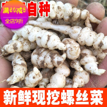 螺丝菜新鲜宝塔菜地环10斤甘露草石蚕地牯牛葫芦种子蔬菜酱泡腌咸500g