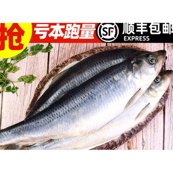 青鱼新鲜海鲜深海冷水鱼海捕青鱼排鱼冷冻青占鱼沙丁鱼3斤家庭装 净重无冰衣 图片价格品牌报价 京东