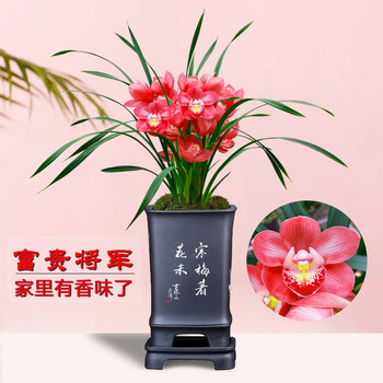 云南朵香春兰花苗新品红韵妃花大红色浓香冬带花苞出售室内花卉绿植物盆栽富贵将军5苗勤花好养 图片价格品牌报价 京东