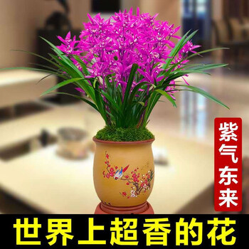 桐卉兰花蓝宝石建兰四季兰有香味的兰花苗秋带花苞出售花卉好养盆栽绿植紫气东来2苗连体不带花 图片价格品牌报价 京东 桐卉兰花蓝宝石建兰四季兰有香味的兰花苗秋带花苞出售花卉好养盆栽绿植紫气东来2苗连体不带花 图片价格品牌报价 京东