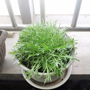 北蔬 苦苣菜种子 苦菊菜阳台盆栽 易种生菜籽 苦苣苗 15棵