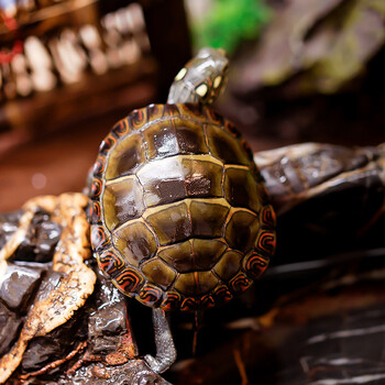 甲甲龟 东锦龟苗活体西锦龟活物南锦苗深水龟小乌龟