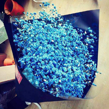 蓝色圆锥石头花图片