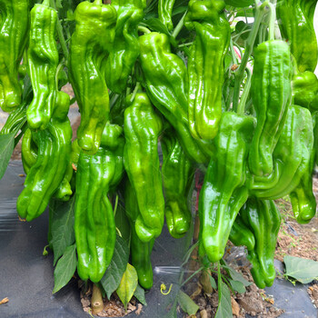 苗嫁接黄瓜茄子苗辣椒苗甜瓜西瓜盆栽阳台四季庭院皱皮泡椒苗5棵