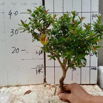 茗羽珺玥2023新款水杨梅鱼缸盆景水杨梅小桩成活率高合适室内庭院桌上