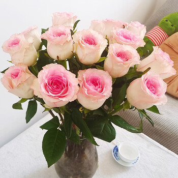 契机玫瑰鲜花云南基地直发昆明直批七夕情人节礼品花束家庭插花 洛神