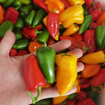 山东新鲜五彩迷你水果甜椒生吃小彩椒沙拉蔬菜广纳力驰精选迷你水果椒