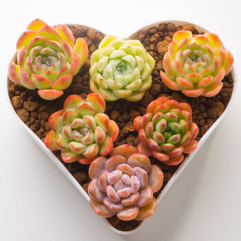 精选 10颗多肉植物含图中穴盘带土多肉新手套餐多肉植物组合6颗精品肉肉 爱心盆 土精品多肉需购买大尺寸无状态的慎拍 图片价格品牌报价 京东