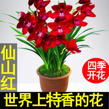 艾莹兰花矮种浓香兰花苗花卉盆栽冬带花苞室内阳台绿植物墨兰仙山红3苗连体裸根 图片价格品牌报价 京东