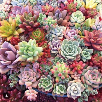 多肉批发基地多肉多肉植物棵不重复多肉组合花卉园艺绿植盆栽 辣青春棵精美不重复 裸根发货 图片价格品牌报价 京东