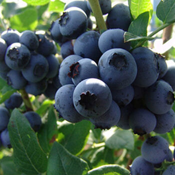 地载阳台特大南方北方庭院种植带盆当年结果黑珍珠全国适宜2年小苗