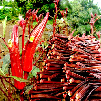 寿禾 红秋葵种子新鲜农家北方秋葵苗蔬菜种苗 红秋葵苗 6棵