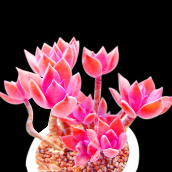 多肉植物初恋大老桩 四季粉色手捧花 稀有盆栽花卉窗台超大手捧花型15cm 手工彩釉瓷盆带盆栽好 图片价格品牌报价 京东