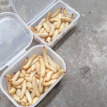 荣郁荣郁养殖厂玉米虫活体葡萄虫百灵活食蜜袋鼯变色金龙鱼高蛋白宠物