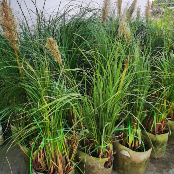 致薈樹綠化水道池塘湖泊水生植物池塘造景綠植蘆葦香溝渠造景水培植物