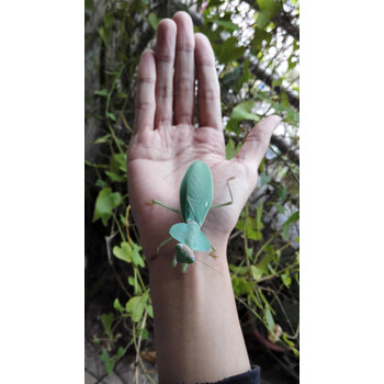 圆盾螳螂活体宠物克盾螳螂学生儿童观察双盾螳螂活体爬虫爬宠异宠