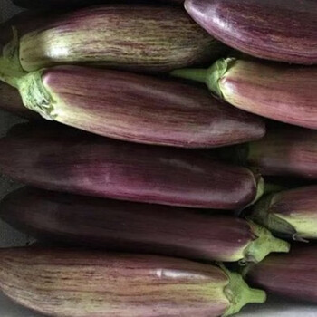 云南冰川茄子新鲜糯茄子脆皮茄子面包茄子新鲜蔬菜酒店烧烤食材 2000g