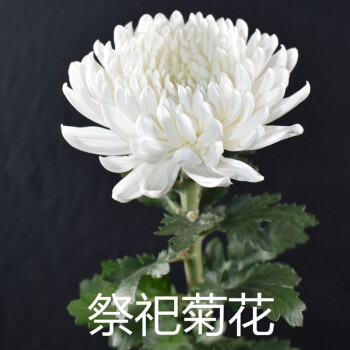 悅多彩清明祭祀菊花黃菊白菊祭祖掃墓祭奠追悼真花小雛菊鮮花速遞白菊