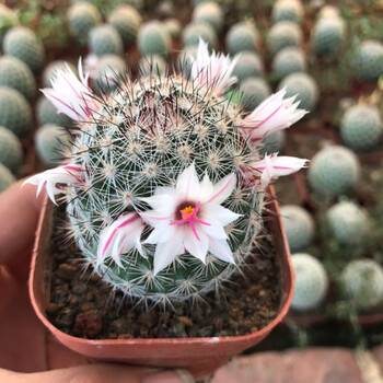 仙人球组合实生无刺仙人掌多肉花卉植物室内花小盆栽精品星兜稀有