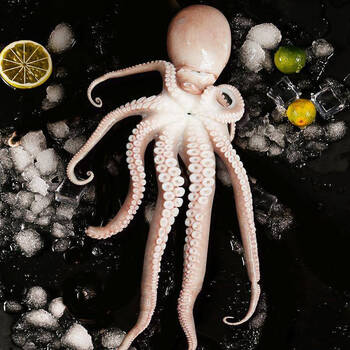 顺丰直达长腿八爪鱼有墨米新鲜海鲜爆头鲜活冷冻超大1斤长腿八爪鱼