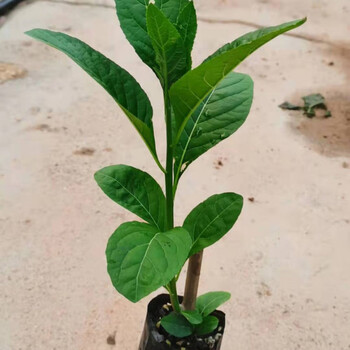 江影清正宗南非叶马来西亚树苗带土 30-40cm高南非叶苗(1棵)