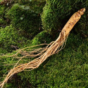 长白山现挖新鲜人参人生泡酒的药材人参苗六年单支一两大参