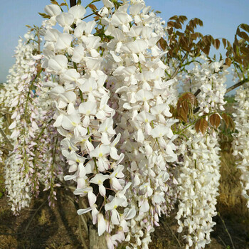 麝香藤 紫藤粗3cm爆开花【多根易活】