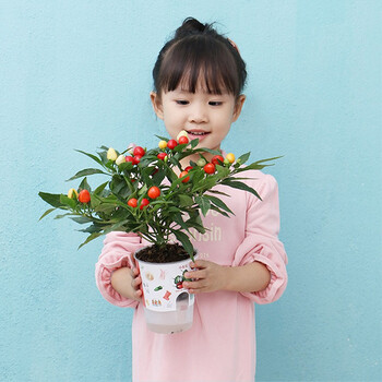 九月生植物种子花盒 番茄 九月生园艺小花农diy趣味种植盆栽室内阳台植物微景观创意盆栽罐头花卉植物种子花盒番茄 行情报价价格评测 京东