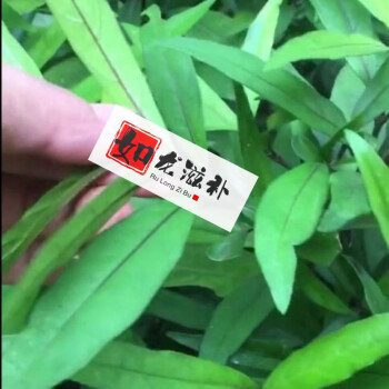 新鲜草药小驳骨 尖尾凤 驳骨丹 驳骨草(不带根 500g