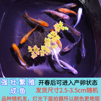 zxc觀背青鱂觀賞魚魔法魚冷水魚小型錦鯉金魚淡水魚不打氧好養活體