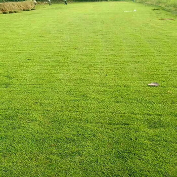 矮生青果岭草草籽草坪种子庭院别墅绿化草皮不修剪护坡草种子早熟禾