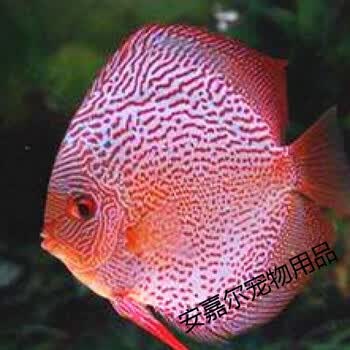 天弗名彩七彩神仙鱼六条鱼苗23肉身老虎狗活体包损耗6条起发豹身223cm