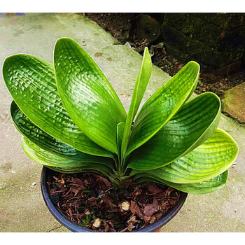 南啵丸长春精品君子兰 名贵黄体珍珠王 微短叶圆头宽叶麻脸坑纹成兰