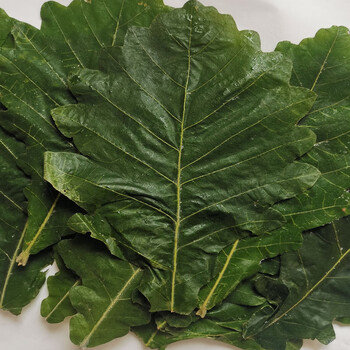 果理新鲜柞树叶子东北野生玻璃叶伯乐菠萝叶桲椤叶饼包粽子叶胡叶槲叶