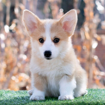 绿柒号-纯种柯基犬柯基幼犬活体宠物狗狗威尔士柯基犬短腿狗小狗崽