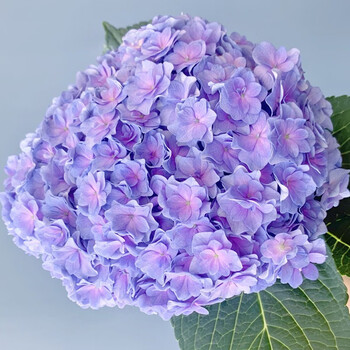 钟爱(love)云南鲜花勿忘我干花花束大束天然真花摆设客厅家居装饰摆件